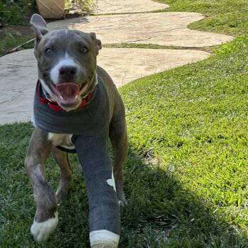 Rescue Pit Bull Terrier Dogs for Adoption in Simi Valley, California - Pepper | PetCurious