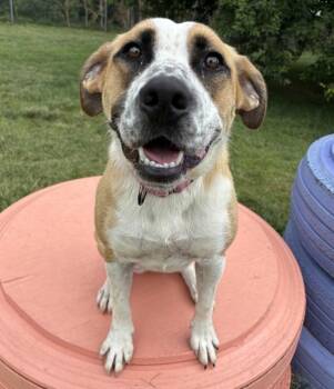 Tidbit -  Border Collie and Pit Bull Terrier Dog for Adoption in Sioux City, Iowa - Tidbit | PetCurious