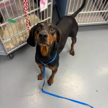 Shiloh -  Terrier Dog for Adoption in Allentown, Pennsylvania - Shiloh | PetCurious