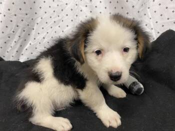 Australian Shepherd and Mixed Breed Dogs Available for Adoption in Modesto, California - ANIMA | PetCurious