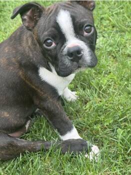 Jonah Knox -  Boston Terrier Dog for Adoption in Akron, New York - Jonah Knox | PetCurious