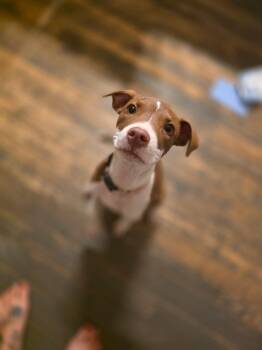Lark -  Pit Bull Terrier Dog for Adoption in New London, Wisconsin - Lark | PetCurious