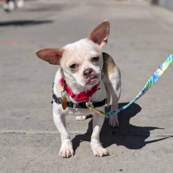 Chihuahua Dogs Available for Adoption in New York, New York - Milo | PetCurious