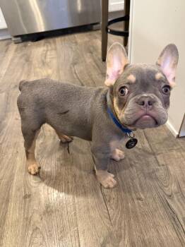 French Bulldog Dogs Available for Adoption - Gaston | PetCurious