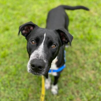Bucky -  Pointer and Mixed Breed Dog for Adoption - Bucky | PetCurious