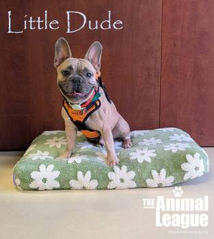 Little Dude -  French Bulldog Dog for Adoption in Groveland, Florida - Little Dude | PetCurious