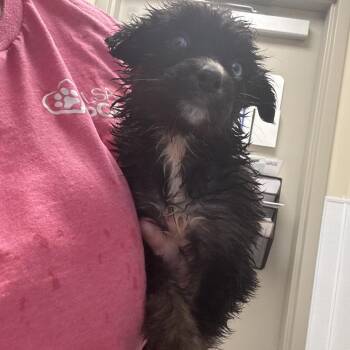 Mixed Breed Dogs Available for Adoption in Tulsa, Oklahoma - Mary Puppins | PetCurious