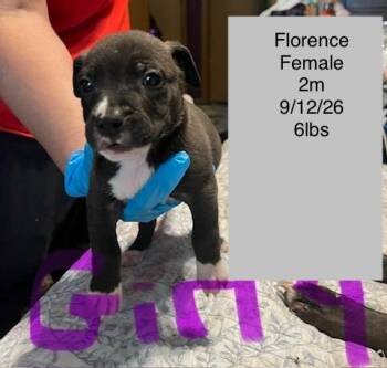 Florence -  American Staffordshire Terrier Dog for Adoption in Welling, Oklahoma - Florence | PetCurious