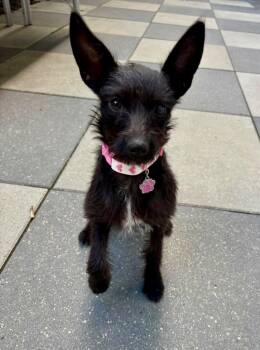 Ebony -  Terrier Dog for Adoption in Calgary, Alberta - Ebony | PetCurious