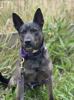 Trudy -  Mixed Breed Dog for Adoption in Petaluma, California - Trudy | PetCurious