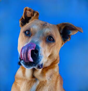German Shepherd Dog Dogs Available for Adoption in Pasadena, California - GOOPI | PetCurious