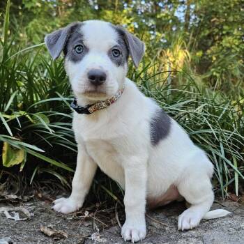 Tigger -  Mixed Breed Dog for Adoption in Festus, Missouri - Tigger | PetCurious
