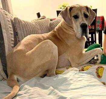 ARLO -  Great Dane Dog for Adoption in Huntington, New York - ARLO | PetCurious