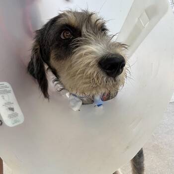 Carter -  Mixed Breed Dog for Adoption in Leander, Texas - Carter | PetCurious