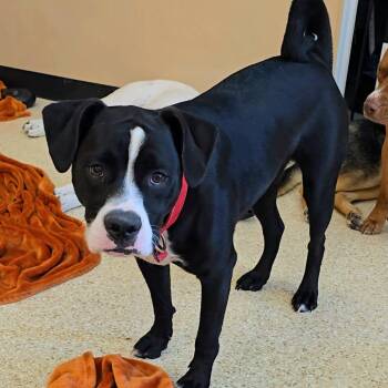 Labrador Retriever Dogs Available for Adoption in Palm Springs, California - Slug | PetCurious