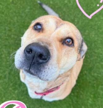 Rose -  Labrador Retriever and Mixed Breed Dog for Adoption in Chester, Maryland - Rose | PetCurious