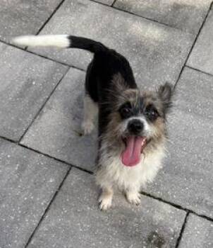 Bonita -  Yorkshire Terrier and Chihuahua Dog for Adoption in Wekiwa Springs, Florida - Bonita | PetCurious
