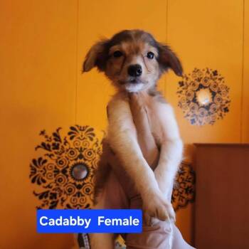 Cadabby -  Chihuahua and German Shepherd Dog Dog for Adoption in Evansville, Indiana - Cadabby | PetCurious