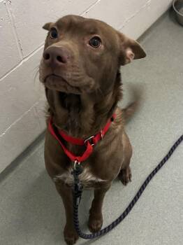 Labrador Retriever Dogs Available for Adoption - Stone | PetCurious