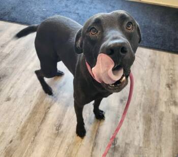 Rescue Labrador Retriever Dogs for Adoption in Troy, Alabama - BlackJack | PetCurious