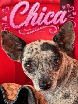 Chica -  Chihuahua Dog for Adoption in Pleasant Valley, New York - Chica | PetCurious