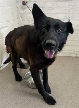 ORCHID -  German Shepherd Dog and Mixed Breed Dog for Adoption in San Bernardino, California - ORCHID | PetCurious