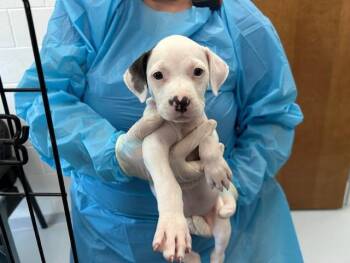PRECIOUS -  Pit Bull Terrier and Mixed Breed Dog for Adoption in Ocala, Florida - PRECIOUS | PetCurious