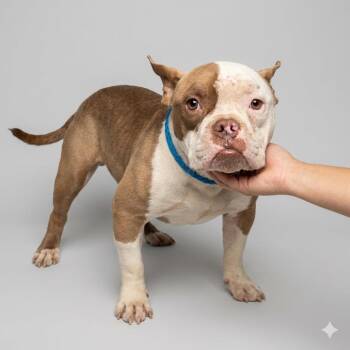 Darth Vader 26-08-004 -  American Bulldog Dog for Adoption in Bastrop, Texas - Darth Vader 26-08-004 | PetCurious
