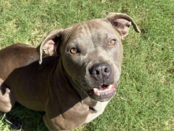 HAZEL -  Pit Bull Terrier and Mixed Breed Dog for Adoption in Tulsa, Oklahoma - HAZEL | PetCurious