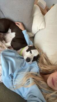 Rescue Dachshund Dogs for Adoption in Myrtle Beach, South Carolina - Axle | PetCurious