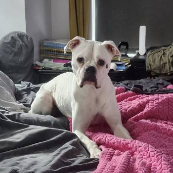 Ned -  Boxer Dog for Adoption in Cedar Park, Texas - Ned | PetCurious