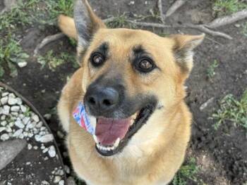 German Shepherd Dog and Mixed Breed Dogs Available for Adoption in Tulsa, Oklahoma - RODY | PetCurious