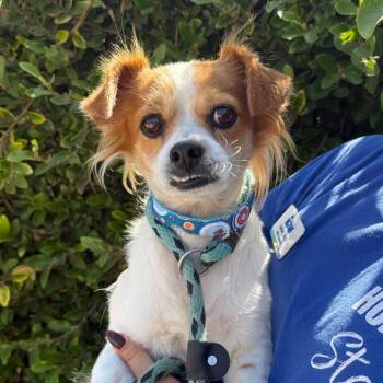 Pico -  Cavalier King Charles Spaniel and Chihuahua Dog for Adoption in Goleta, California - Pico | PetCurious