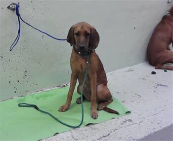MARLA -  Redbone Coonhound and Mixed Breed Dog for Adoption in Houston, Texas - MARLA | PetCurious