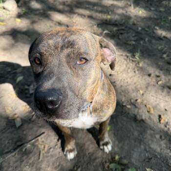 Rescue American Bully and American Staffordshire Terrier Dogs for Adoption in Leon, Kansas - Francis! | PetCurious