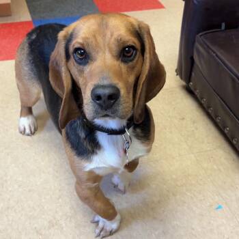 Beagle and Basset Hound Dogs Available for Adoption in Valparaiso, Indiana - Johnny | PetCurious