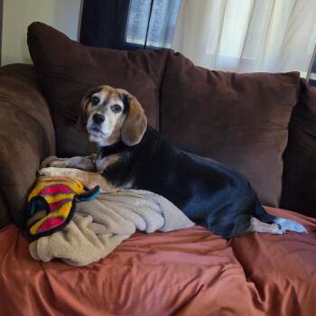 Lexi -  Beagle Dog for Adoption in Nowata, Oklahoma - Lexi | PetCurious
