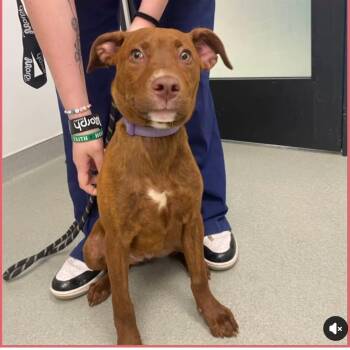 Mochi -  Mixed Breed Dog for Adoption in Wilsall, Montana - Mochi | PetCurious