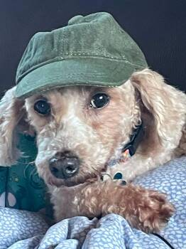Dooter Doots -  Miniature Poodle Dog for Adoption in Whitewater, Wisconsin - Dooter Doots | PetCurious