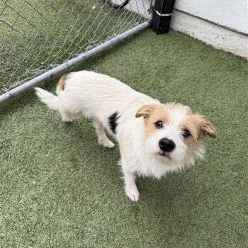 Watson -  Terrier and Mixed Breed Dog for Adoption in Hawthorne, California - Watson | PetCurious