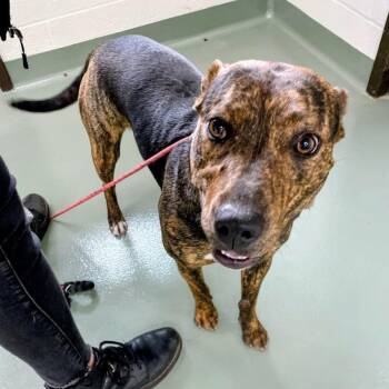 Pit Bull Terrier and Hound Dogs Available for Adoption in Lyndhurst, Virginia - Stella | PetCurious