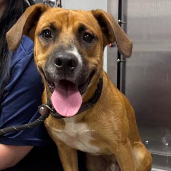 Mr. Banks -  Mixed Breed Dog for Adoption in Summerville, South Carolina - Mr. Banks | PetCurious