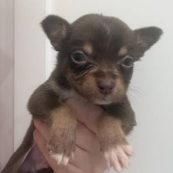 Aussie 2 -  Australian Shepherd and Mixed Breed Dog for Adoption in Baton Rouge, Louisiana - Aussie 2 | PetCurious