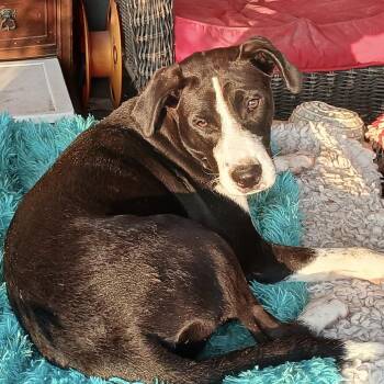 Retriever and Terrier Dogs Available for Adoption - Juan Carlos | PetCurious