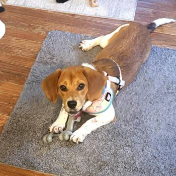 Dolly -  Beagle and Basset Hound Dog for Adoption in South Riding, Virginia - Dolly | PetCurious