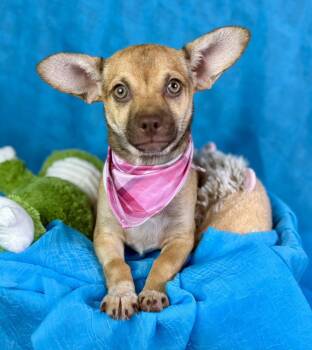 Rescue Chihuahua Dogs for Adoption in Hondo, Texas - Lottie - Green Eyed Chihuahua Baby | PetCurious