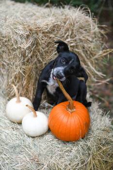 Rescue Australian Cattle Dog Blue Heeler Dogs for Adoption in Bonifay, Florida - Hattie (Coming Soon) | PetCurious