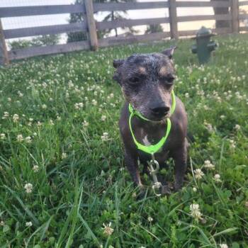 Carry 5795 D -  Xoloitzcuintli Mexican Hairless Dog for Adoption in Frankfort, Kentucky - Carry 5795 D | PetCurious
