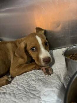 61281993 -  Boxer and Mixed Breed Dog for Adoption in El Paso, Texas - 61281993 | PetCurious