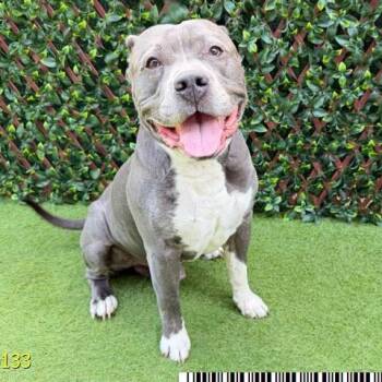 Krumb -  Mixed Breed Dog for Adoption in West Palm Beach, Florida - Krumb | PetCurious